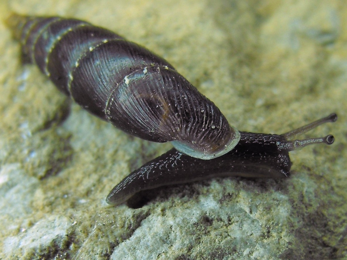 leccoensis o leucensis?